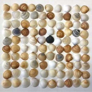 Seashells 100 Bittersweet Clam Shells 7/8” to 1-1/8” Natural Beach Decor Crafts